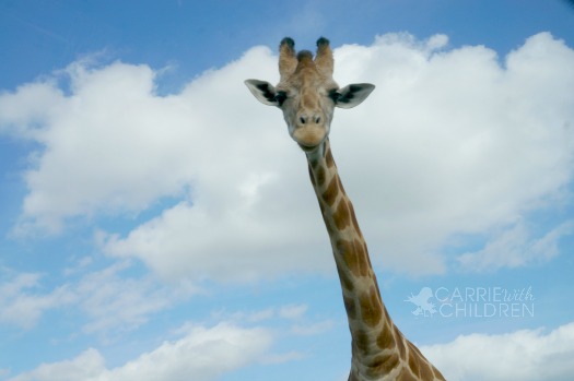 Wordless Wednesday Giraffe January 8