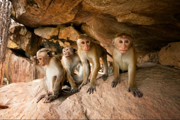 Monkey Kingdom Group