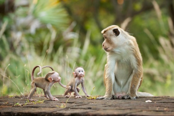 Monkey Kingdom with babies