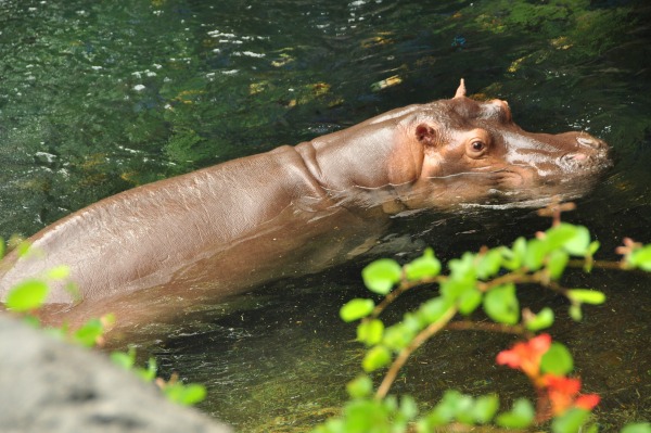 Wild Africa Trek Hippo Resized